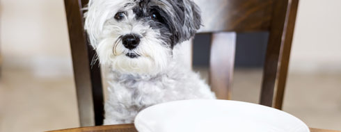 5 powodów dlaczego warto podawać psu mokrą karmę