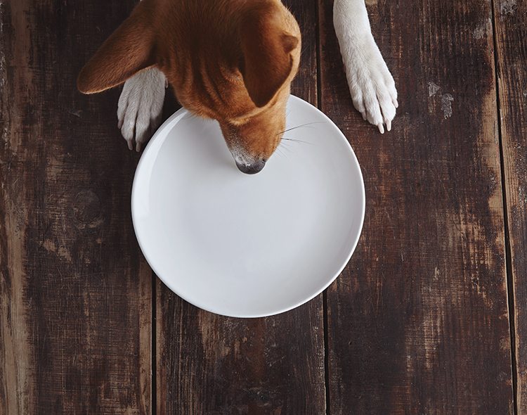 Ranking suchych karm dla psów 2021 – sprawdź, czym karmić swojego pupila