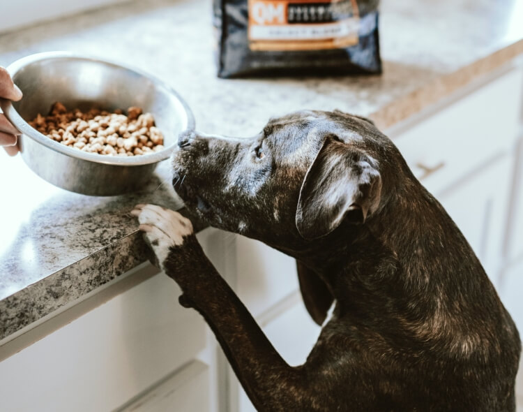 Czy sucha karma dla psa jest zdrowa?