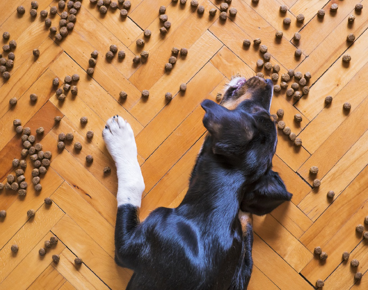 Jaka sucha karma dla psa? Którą wybrać i na co zwrócić uwagę?