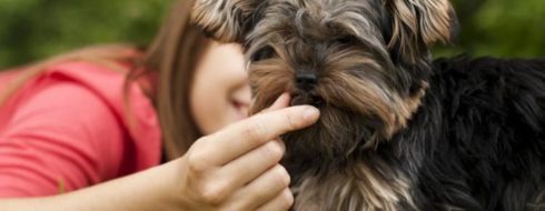 Buraki dla psa – dobry czy zły pomysł?