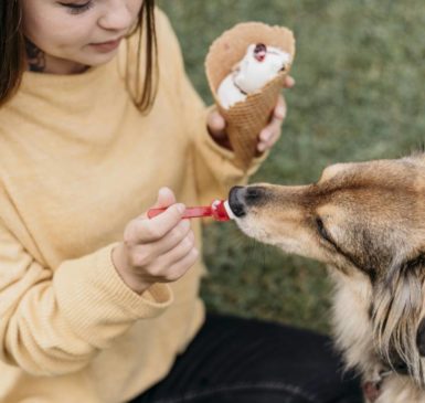 Pies jedzący lody.
