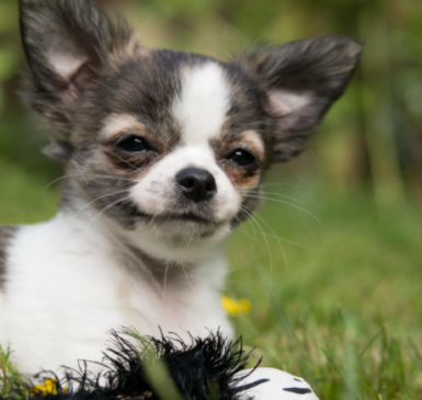 Zdjęcie psa rasy Chihuahua leżącego na trawie.