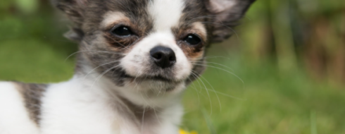 Chihuahua – charakter ukryty w mały psie – opis rasy