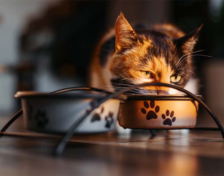 Czym karmić kota? Sucha karma a mokra – podpowiadamy