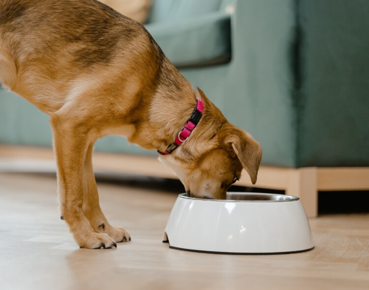 Czy pies może jeść bób, ciecierzycę i inne rośliny bobowate?