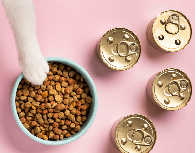 Czym karmić kota chorego na nerki?