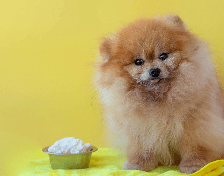 Czy pies może jeść ser? Sprawdź, czy ser może znaleźć się w psiej diecie!