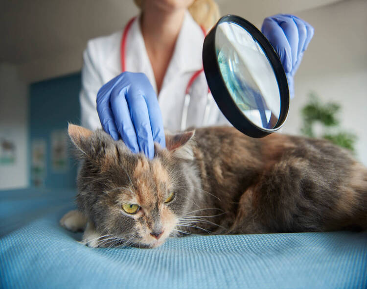 Choroby skóry u kota – wszystko, co powinieneś wiedzieć!