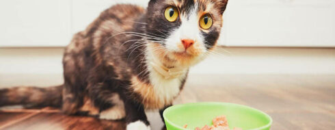 Co zrobić, gdy konieczna jest dieta dla kota?