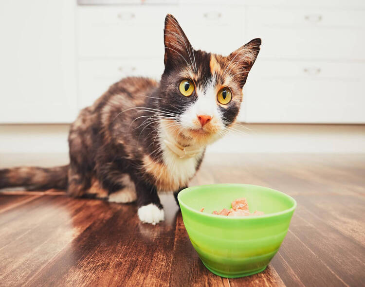 Co zrobić, gdy konieczna jest dieta dla kota?