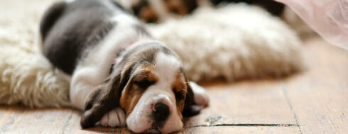 Czy psy mają sny? Marzenia senne czworonogów