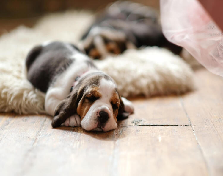 Czy psy mają sny? Marzenia senne czworonogów