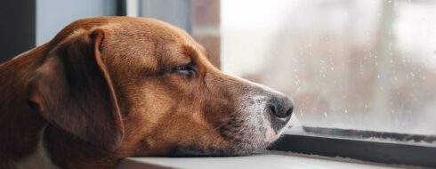 Agresja u psów – Przyczyny, objawy i sposoby zaradcze