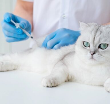 Czy koty potrzebują szczepień? Przegląd niezbędnych ochron