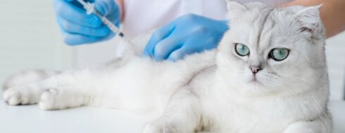 Czy koty potrzebują szczepień? Przegląd niezbędnych ochron