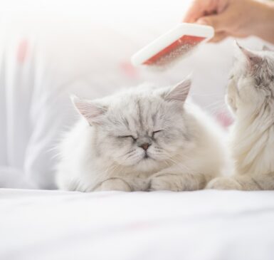 Domowe sposoby na utrzymanie zdrowej sierści u kota