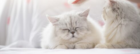 Domowe sposoby na utrzymanie zdrowej sierści u kota