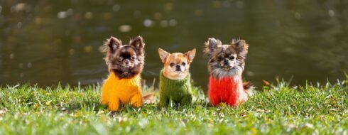 Dress code dla psów – Czy warto ubierać pupila w okrycia?
