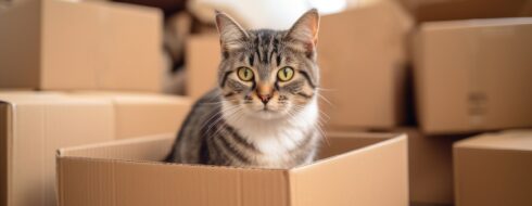 Jak wprowadzić kota na nowe tereny? Porady dla kociarzy