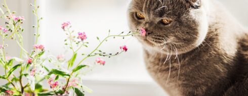 Koci zapach domu – Jak pozbyć się nieprzyjemnych zapachów?