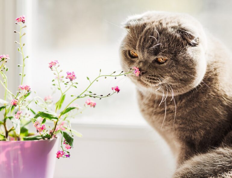 Koci zapach domu – Jak pozbyć się nieprzyjemnych zapachów?