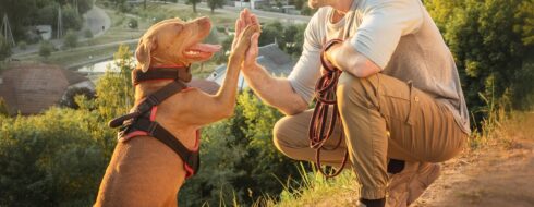 Trening posłuszeństwa u psa – Skuteczne metody i wskazówki