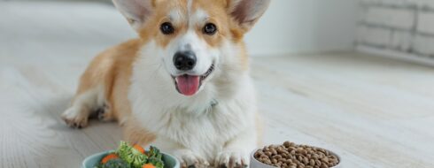 Zdrowa dieta dla psa – Jakie składniki powinna zawierać codzienna karma?