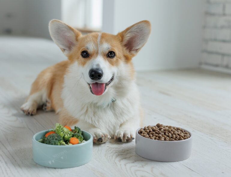 Zdrowa dieta dla psa – Jakie składniki powinna zawierać codzienna karma?