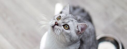 Zdrowa karma dla kota – Jak czytać etykiety i dokonać właściwego wyboru?