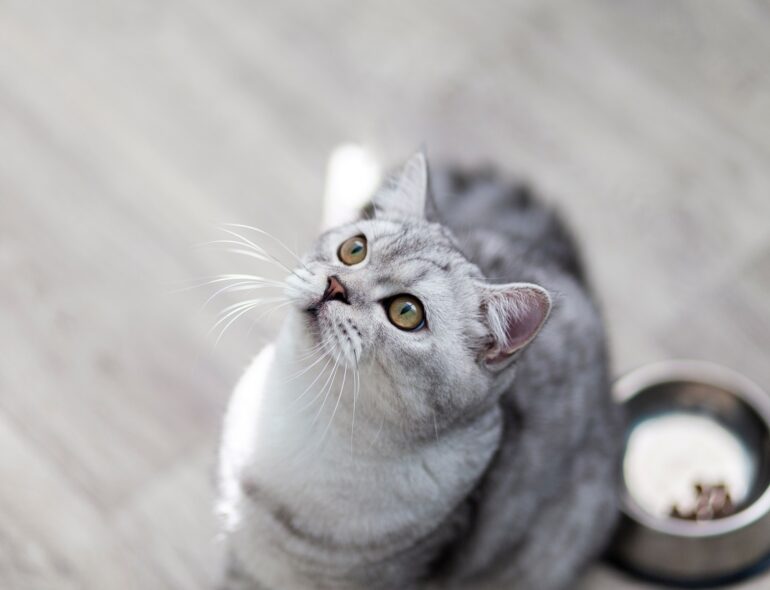 Zdrowa karma dla kota – Jak czytać etykiety i dokonać właściwego wyboru?