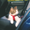 Trixie Szelki samochodowe dla kota